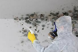 Why You Should Choose Our Mold Remediation Services in High Ridge, MO